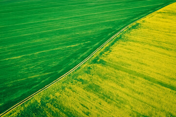 Rapeseed and wheat grow in a yellow-green field. A rural road shares a dirt road among agricultural crops. Aerial view