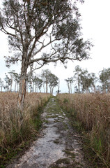 Beautiful Lake Weyba on Sunshine Coast, Queensland Australia surrounded by forests and soft lighting