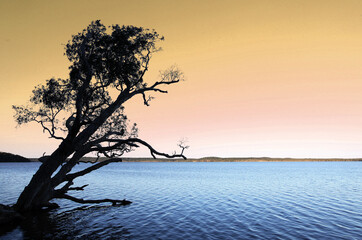 Fototapeta na wymiar Beautiful Lake Weyba on Sunshine Coast, Queensland Australia surrounded by forests and soft lighting
