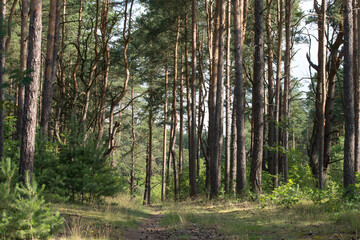 Obraz premium footpath in summer pine forest, woodland landscape
