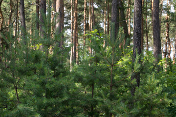 Fototapeta premium young pine trees in summer forest