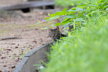猫がいる風景　　　キジトラ猫