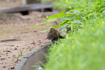 猫がいる風景　　　キジトラ猫