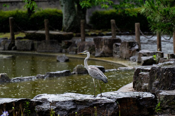 公園に降り立った野鳥　　アオサギ