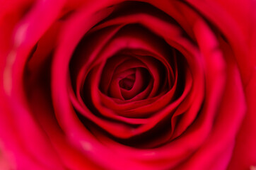 Red rose