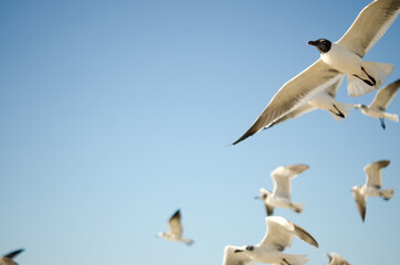 Seagull flying