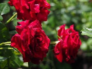 roses in the garden