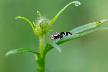 Urophora cardui or the Canada thistle gall fly is a fruit fly. Thistle gall fly (Urophora cardui). Small fly with patterned wings in the family Tephritidae.