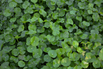 Asiatic leaf for the background