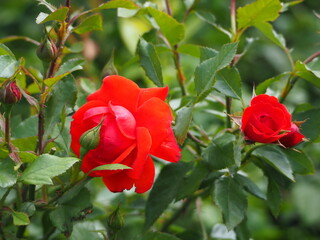 roses in the garden