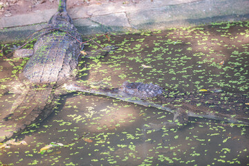 
Crocodiles live in ponds in the zoo.