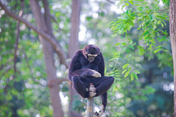 monkey