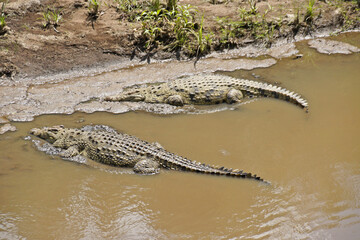 Nile crocodiles sunning on shore of Mara River, Masai Mara Game Reserve, Kenya