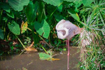 
Pink flamingos have long legs. They search for food in water sources.