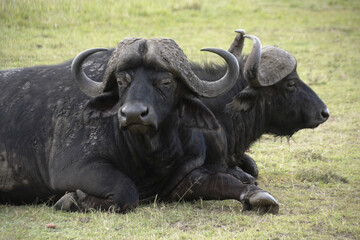 Obraz premium Cape buffaloes (African buffaloes) resting, Masai Mara Game Reserve, Kenya