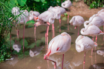 
Pink flamingos have long legs. They search for food in water sources.