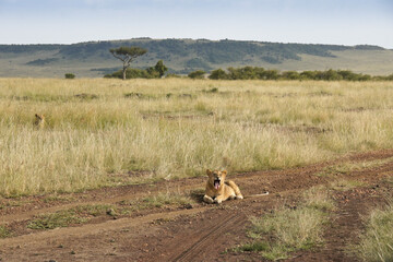 Obraz na płótnie Canvas Lion cub yawning while resting in road, Masai Mara Game Reserve, Kenya