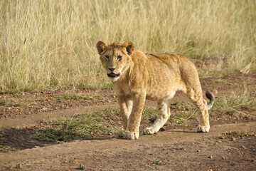 Curious lion cub walking in road, Masai Mara Game Reserve, Kenya