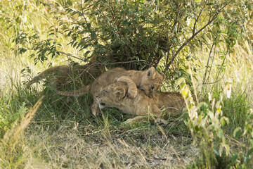 Tiny lion cub playing with older cub that was sleeping, Masai Mara Game Reserve, Kenya