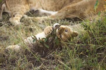 Tiny lion cub playing with twig while the rest of the pride sleeps, Masai Mara Game Reserve, Kenya