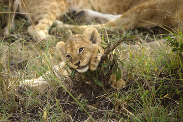 Tiny lion cub playing with twig while the rest of the pride sleeps, Masai Mara Game Reserve, Kenya