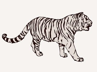 Fototapeta na wymiar Silhouette of a walking tiger.