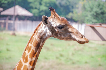 Giraffes are animals with long necks. It's in the zoo
