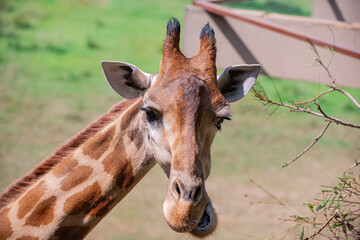 Giraffes are animals with long necks. It's in the zoo