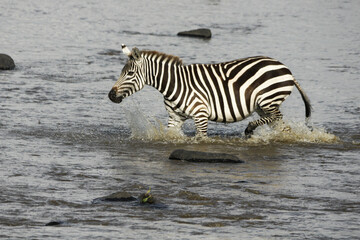 Fototapeta na wymiar Burchell's (common or plains) zebra crossing Mara River, Masai Mara Game Reserve, Kenya