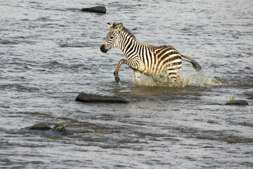 Fototapeta na wymiar Young Burchell's (common or plains) zebra crossing Mara River, Masai Mara Game Reserve, Kenya