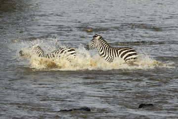 Fototapeta na wymiar Burchell's (common or plains) zebras crossing crocodile-infested Mara River, Masai Mara Game Reserve, Kenya