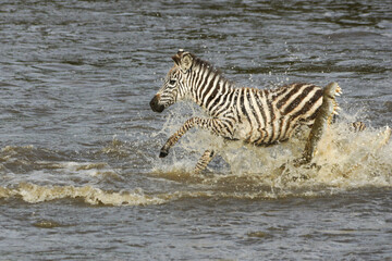 Fototapeta na wymiar Young Burchell's (common or plains) zebra narrowly escapes while crossing crocodile-infested Mara River, Masai Mara Game Reserve, Kenya