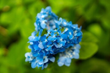 形の変わった綺麗な青色の紫陽花