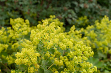 clusters of chartreuse colored flowers of a lady´s mantle