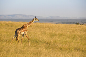 Masai giraffe walking across the savanna, Masai Mara Game Reserve, Kenya