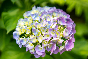 青と紫の２色の紫陽花