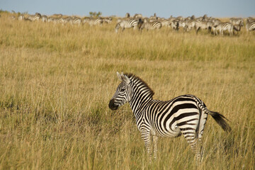 Burchell's (common or plains) zebra on grassy hillside, Masai Mara Game Reserve, Kenya