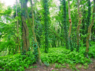 green forest in the morning