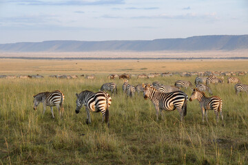 Burchell's (common or plains) zebra grazing on plain (Oloololo/Oldoinylo/Siria Escarpment in background), Masai Mara Game Reserve, Kenya