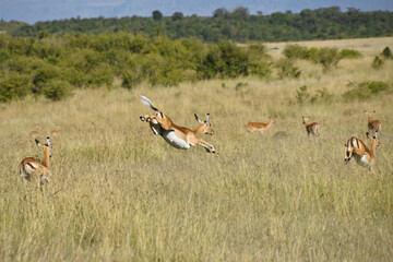 Female impalas running and jumping, Masai Mara Game Reserve, Kenya