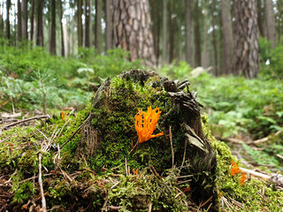 Calocera viscosa ( klebriger Hörnling) sticky hörnling mushroom in the forest floor