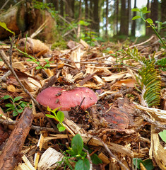 red tumling fungus spikes from the earth in the forest floor