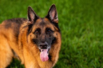 German Shepherd Dog Healthy purebred dog photographed outdoors in the backyard late in the evening close up 