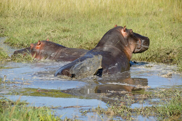 Hippos wallowing (and defecating) in a small pool, Masai Mara Game Reserve, Kenya