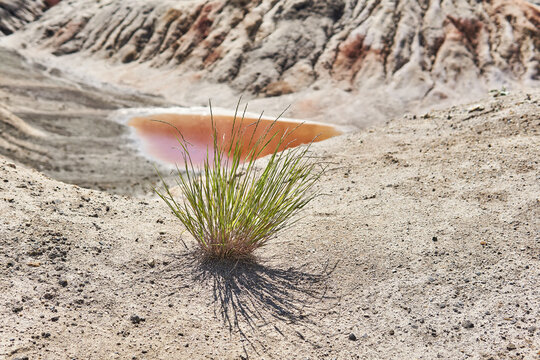 lonely bush of grass in the desert on the background of a salt lake
