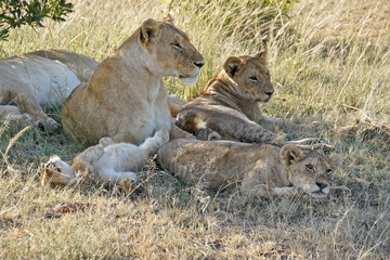 Lions resting in shade after nursing session, Masai Mara Game Reserve, Kenya