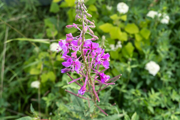 Obraz premium beautiful wild flower close up in summer in the garden