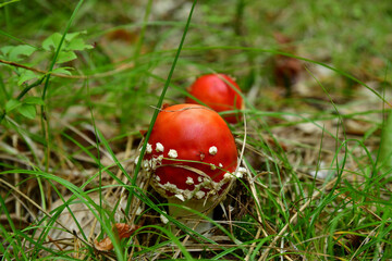 Twin flies mushrooms on the forest floor