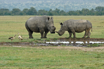 Female white rhinoceros (with sawed-off horns to deter poaching) and calf with Egyptian geese at waterhole, Ol Pejeta Conservancy, Kenya