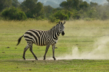 Fototapeta na wymiar Burchell's zebra after taking a dust bath, Ol Pejeta Conservancy, Kenya